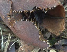 Attēlu rezultāti vaicājumam “Physarum melleum macro”