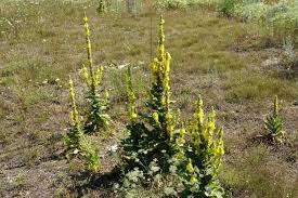 Image result for Verbascum densiflorum