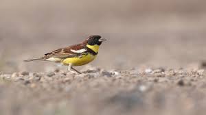 Image result for Emberiza aureola