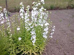 Image result for Campanula persicifolia