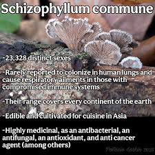 Attēlu rezultāti vaicājumam “Schizophyllum commune”