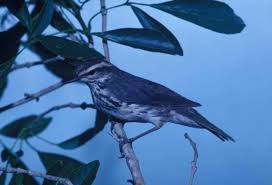 Image result for Seiurus noveboracensis