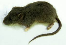 Attēlu rezultāti vaicājumam “Cricetidae”