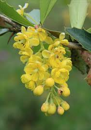 Attēlu rezultāti vaicājumam “Berberis vulgaris flower”