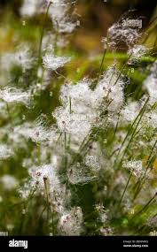 Attēlu rezultāti vaicājumam “Trichophorum alpinum fruit”