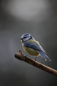 Image result for Bird