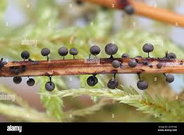 Attēlu rezultāti vaicājumam “Lamproderma nigrescens”