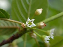 Attēlu rezultāti vaicājumam “Frangula alnus bud”