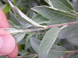 Attēlu rezultāti vaicājumam “Salix lapponum”