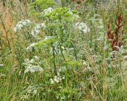 Image result for Heracleum sphondylium