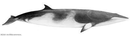 Image result for Balaenoptera acutorostrata