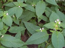 Attēlu rezultāti vaicājumam “Galeopsis tetrahit leaf”