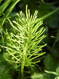 Attēlu rezultāti vaicājumam “Equisetum arvense”