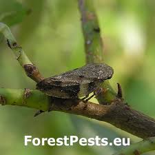 Attēlu rezultāti vaicājumam “Aphrophora alni”