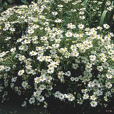 Attēlu rezultāti vaicājumam “Melampsoridium sp.”