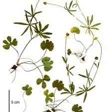 Attēlu rezultāti vaicājumam “Ranunculus auricomus leaf”