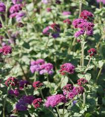 Image result for Ageratum houstonianum