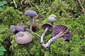 Attēlu rezultāti vaicājumam “Laccaria amethystina”