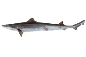 Image result for Mustelus mustelus