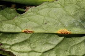 Attēlu rezultāti vaicājumam “Crepis paludosa leaf”