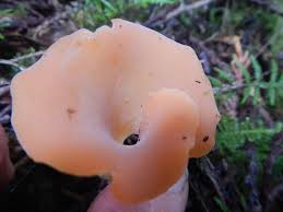 Attēlu rezultāti vaicājumam “Tremiscus helvelloides”