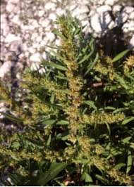 Attēlu rezultāti vaicājumam “Rumex maritimus”