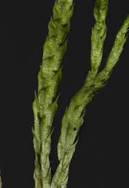 Attēlu rezultāti vaicājumam “Diphasium complanatum”