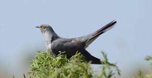 Attēlu rezultāti vaicājumam “Certhia familiaris”