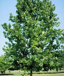 Attēlu rezultāti vaicājumam “Platanus x hispanica (syn. Platanus x acerifolia)”