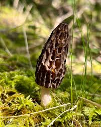 Attēlu rezultāti vaicājumam “Gloiodon strigosus”