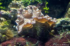 Image result for tridacna