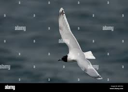 Attēlu rezultāti vaicājumam “Larus minutus”