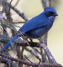 Attēlu rezultāti vaicājumam “Corvidae”