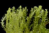 Attēlu rezultāti vaicājumam “Lophocolea coadunata”