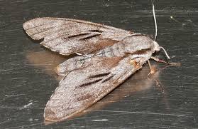 Attēlu rezultāti vaicājumam “Sphinx pinastri”