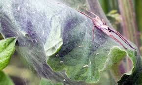 Attēlu rezultāti vaicājumam “Pisaura mirabilis cocoon”