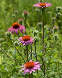 Attēlu rezultāti vaicājumam “Echinacea purpurea leaf”