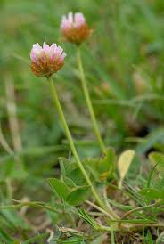 Attēlu rezultāti vaicājumam “Trifolium fragiferum leaf”