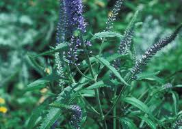 Attēlu rezultāti vaicājumam “Veronica spicata leaf”