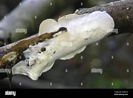 Attēlu rezultāti vaicājumam “Skeletocutis nivea”