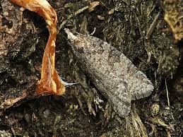 Attēlu rezultāti vaicājumam “Capua vulgana”