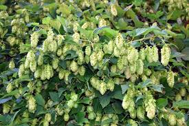 Attēlu rezultāti vaicājumam “Humulus lupulus fruit”