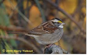 Image result for Zonotrichia albicollis