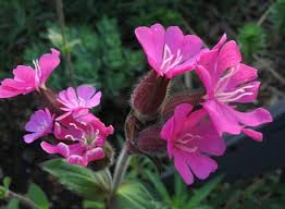 Image result for Silene dioica