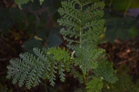 Attēlu rezultāti vaicājumam “Tanacetum vulgare leaf”