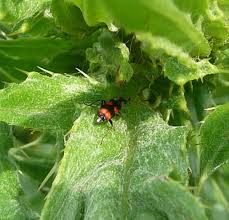 Attēlu rezultāti vaicājumam “Anthocomus fasciatus”