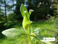 Attēlu rezultāti vaicājumam “Myosotis sparsiflora leaf”