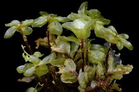 Attēlu rezultāti vaicājumam “Rhizomnium punctatum”