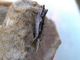 Attēlu rezultāti vaicājumam “Ypsolopha scabrella”