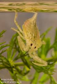 Attēlu rezultāti vaicājumam “Nepa cinerea”